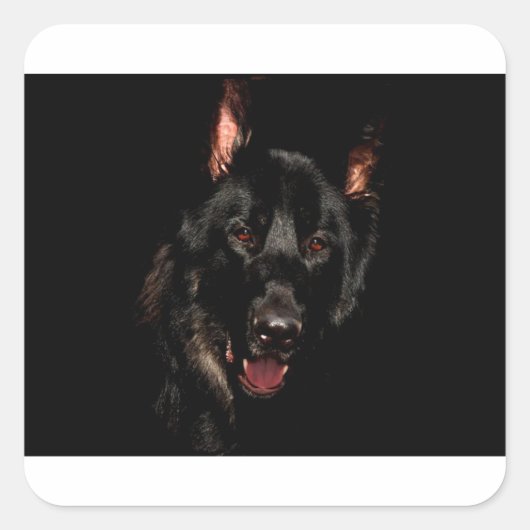 Sticker Carré Black German Shepherd (Devant)
