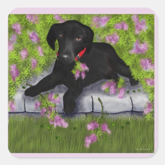 Sticker Carré Black Labrador, (Devant)
