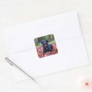 Sticker Carré Black Labrador Dans Les Feuilles Automnes