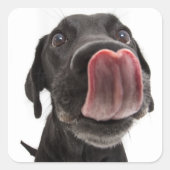 Sticker Carré Black Labrador Licking (Devant)