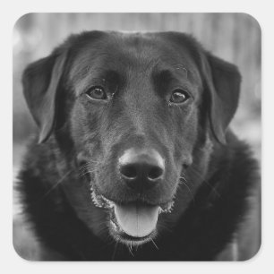 Sticker Carré Black Labrador Photo Pet Dog