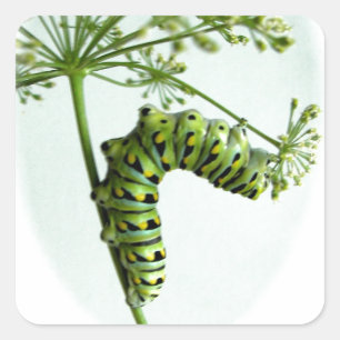 Sticker Carré Black Swallowtail Caterpillar mangeant du persil
