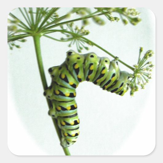 Sticker Carré Black Swallowtail Caterpillar mangeant du persil (Devant)