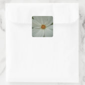 Sticker Carré Blanc Cosmos Fleur sauvage d'été Floral (Sac)