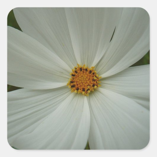 Sticker Carré Blanc Cosmos Fleur sauvage d'été Floral (Devant)