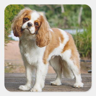 Sticker Carré Blenheim Cavalier King Charles Spaniel Chien Chien