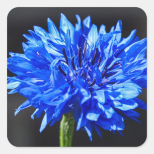 Sticker Carré Bleu Cornflower