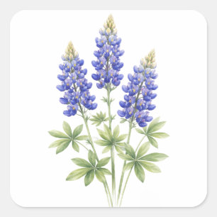 Sticker Carré Bleuets fleurs de l'État du Texas Lupine Aquarelle