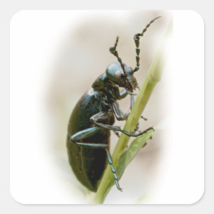 Sticker Carré Blister Beetle - Meloidae