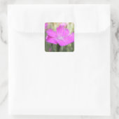 Sticker Carré Bloom Dianthus rose (Sac)
