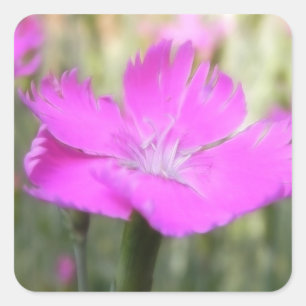 Sticker Carré Bloom Dianthus rose