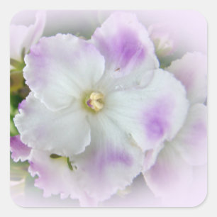 Sticker Carré Blossom du violet africain