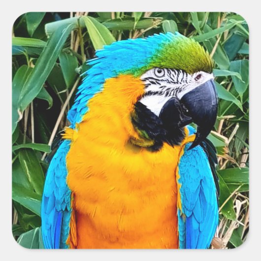 Sticker Carré Blue and Yellow Macaw Parrot (Devant)