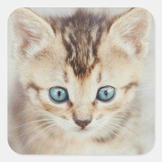 Sticker Carré Blue Eyed (Devant)