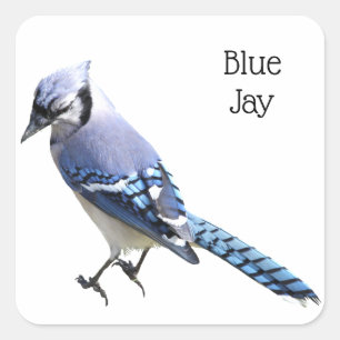 Sticker Carré Blue Jay