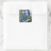 Sticker Carré Blue Jay (Sac)