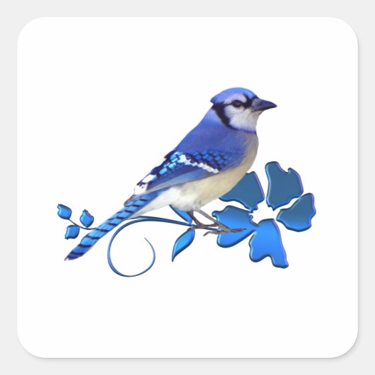 Sticker Carré Blue Jay Bird (Devant)