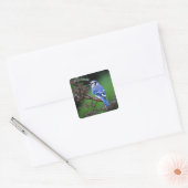 Sticker Carré Blue Jay, Cyaoncitta cristata (Enveloppe)