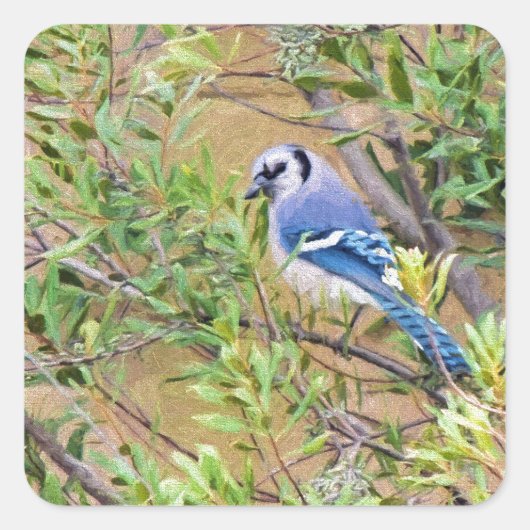 Sticker Carré Blue Jay sur Southern Wax Myrtle (Devant)