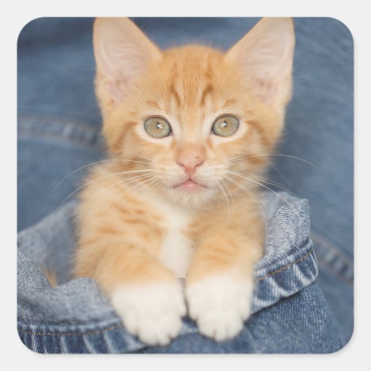 Sticker Carré Blue Jean Baby Orange Kitten (Devant)