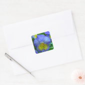 Sticker Carré Blue Pansy (Enveloppe)