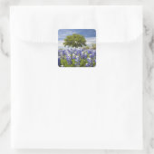 Sticker Carré Bluebonnets du Texas (lupinus texensis) et chêne (Sac)