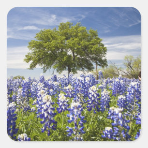 Sticker Carré Bluebonnets du Texas (lupinus texensis) et chêne