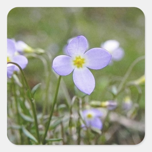Sticker Carré Bluets - dames de quaker (Devant)