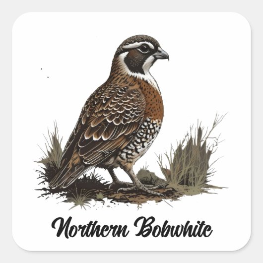 Sticker Carré Bobwhite (Devant)