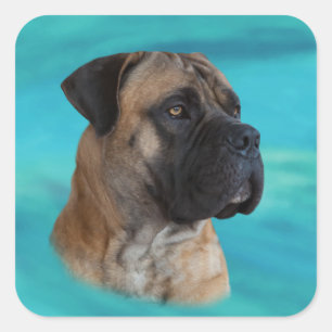 Sticker Carré Boerboel - Mastiff sud-africain