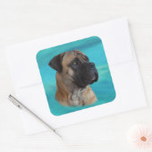 Sticker Carré Boerboel - Mastiff sud-africain (Enveloppe)