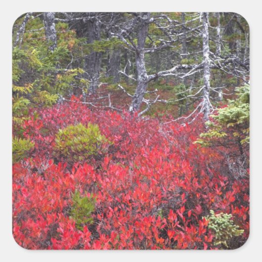 Sticker Carré Boissons et pins bleuets (Devant)