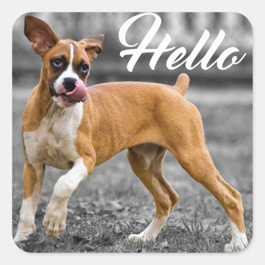 Sticker Carré Bonjour Boxer Chien Chien Chien Chien Salutation (Devant)