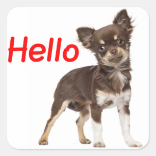 Sticker Carré Bonjour Chihuahua long cheveux Chien chiot