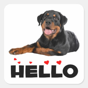 Sticker Carré Bonjour chiot Rottie Chien Mignon Rottweiler