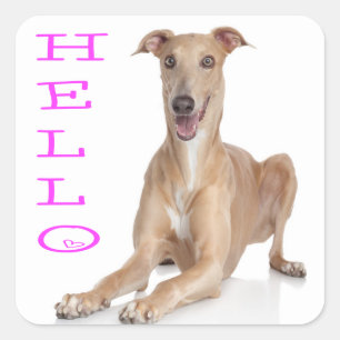 Sticker Carré Bonjour Greyhound Puppy Doing
