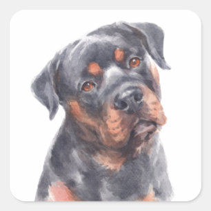 Sticker Carré Bonjour Rotie Chien Chien Chien Aquarelle Rottwei