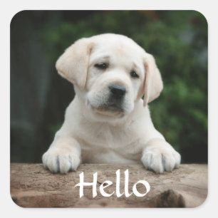 Sticker Carré Bonjour / Salut Labrador Retriever Puppy Doing Sti