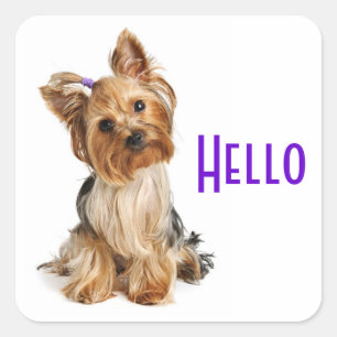 Sticker Carré Bonjour Yorkshire Terrier Yorkie Chien Chien Stick