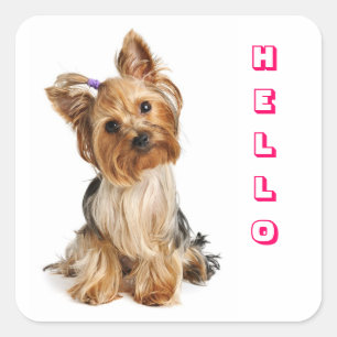 Sticker Carré Bonjour Yorkshire Terrier Yorkie Chien Chien Stick