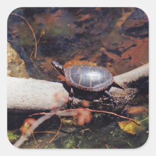 Sticker Carré Bonne tortue