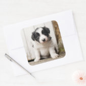 Sticker Carré Border Collie (Enveloppe)
