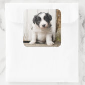 Sticker Carré Border Collie (Sac)