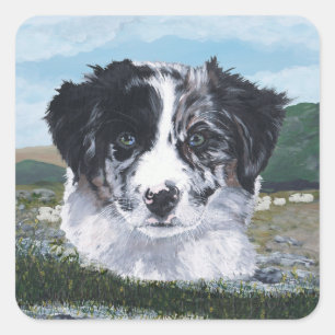 Sticker Carré Border Collie au travail