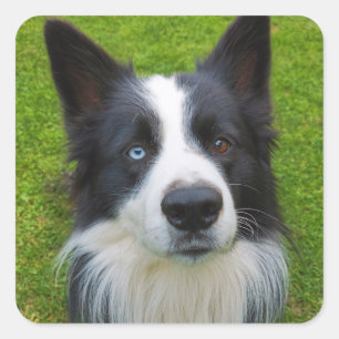 Sticker Carré Bordure Collie