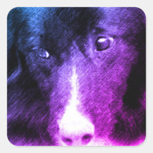 Sticker Carré Bordure noire Collie Art animal