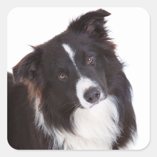 Sticker Carré Bordure noire et blanche Collie Chien chiot (Devant)
