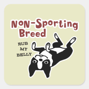 Sticker Carré Boston mignon Terrier - race Non-Sportive