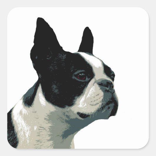 Sticker Carré Boston Terrier (Devant)