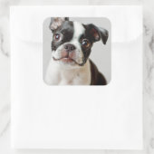 Sticker Carré Boston Terrier (Sac)
